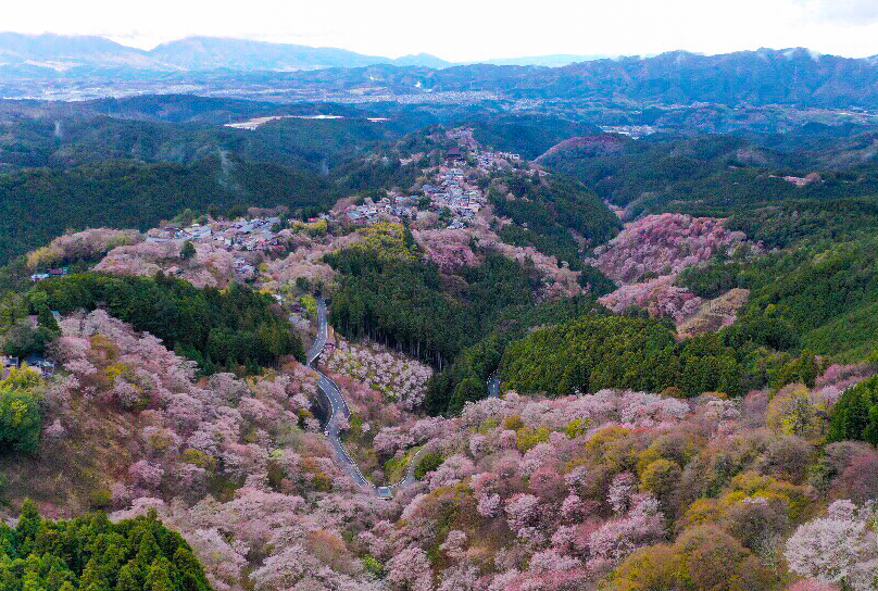 花矢倉展望台からみる吉野山の桜