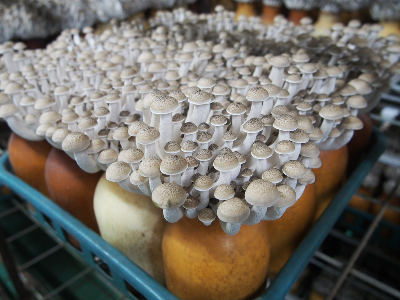 しめじページ shimeji-5.jpg