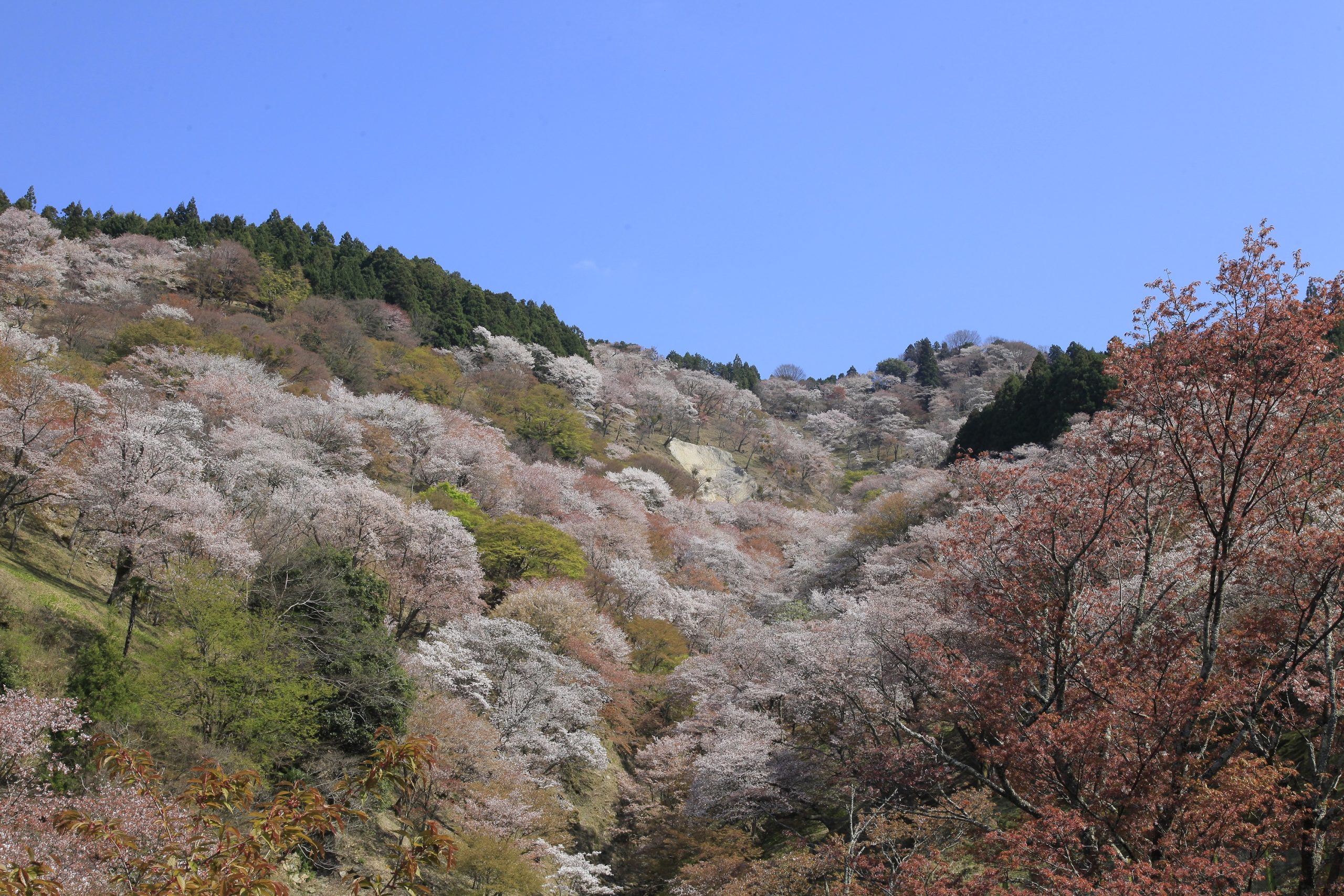 吉野山の滝桜