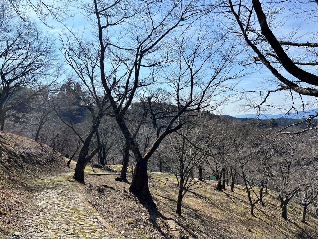 如意輪寺の上あたり。桜の間を進む小道